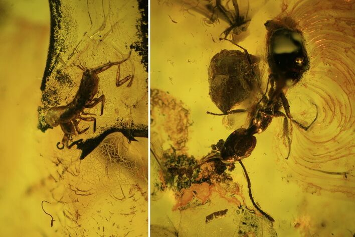 Detailed Fossil Ant & Springtail In Baltic Amber #81719